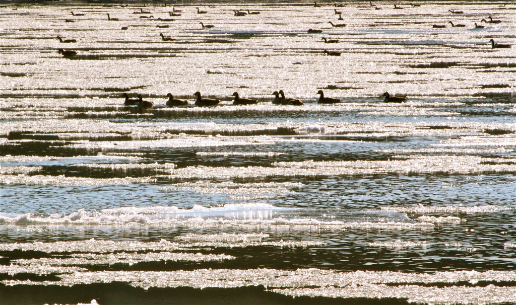 Geese among the ice flows.